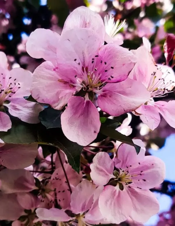 Blessy Takes Photos website